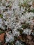 thickets of reindeer moss and cuckoo flax