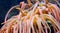 Thickets of sea anemones, percula clown fish