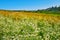 Thickets of small field chamomile on the meadow