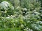 Thickets of Sosnovsky hogweed in the park