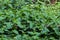 Thickets of stinging nettle in the spring forest