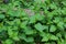 Thickets of stinging nettle in the spring forest