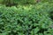 Thickets of stinging nettle in the spring forest