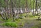 Thickets of subarctic birches in the summer on the bank of the lake