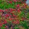 Thickets of Swedish Dogwood, Cornus suecica, in the tundra in northern Russia