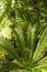 Thickets of tropical greenery and large leaves of the cycas revoluta plant in the greenhouse of the Winter Garden. Blur