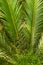 Thickets of tropical greenery and large leaves of the drooping cycad plant in the greenhouse of the Winter Garden. Blur