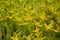 Thickets of unusual flowering small yellow five-leafed flowers of plants. The stem is covered with soft spines.