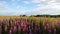 Thickets of willow-herb in a large field. In the background behind the flowers Ivan-tea forest views