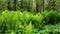 Thickets of young green fern in the forest on the background of trees. The nature of the Urals in Russia