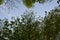 Thickets of young lindens and branches of old trees above them against the blue sky. Relaxing natural photo wallpaper. Spring