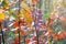 Thickets young trees of red oak with multicolored autumn leaves_
