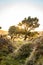 Thickly growing old tree in the forest at sunset in Madeira, Portugal