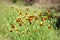 Thimble Flower also known as Mexican Hat, blooms in Texas. Long spindly stems with yellow and orange bloom.