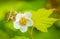 Thimbleberry Flower on Blurred Leaves