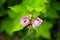Thimbleberry - Rubus parviflorus - Pink flowers Lime-green leaves