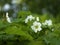 Thimbleberry, Rubus parviflorus, white scented flowers blooming