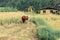 Thimphu, Bhutan - September 16, 2016: Bhutanese farmer harvesting rice crops in a rice field near Thimphu, Bhutan