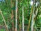 Thin bamboo trees