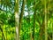 Thin bamboo trees