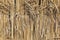 Thin bamboo wall texture. Suitable for creating a background