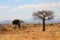 Thin baobab tree in African savanna