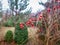 Thin barberry branch with scarlet berries with raindrops on a beautiful blurred garden background with evergreens. Focus on the be