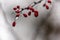 A thin branch of barberry with rain drops on scarlet berries against the white, grey, black blurred background. Selected focus on