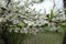 Thin branch of blossoming sour cherry tree in April