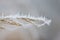A thin branch is covered with white ice crystals that have frozen on it in winter, against a light background