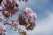 Thin branch of sakura with double pink flowers against blue sky