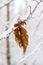 A thin branch with yellow leaves under a layer of snow. Falling snow, snowy , macro photography. Winter photo, wallpaper