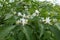 Thin branches of blossoming Amur honeysuckle in May