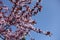 Thin branches of blossoming Prunus pissardii against the sky