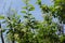 Thin branches of blossoming Prunus serotina against blue sky