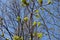 Thin branches of of flowering Norway maple against blue sky in spring