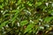 Thin branches with green leaves in sunlight, shot with shallow depth of field, abstract background, pattern or texture