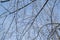 Thin branches of trees in fluffy white snow in winter against a blue sky, bottom view. North