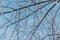 Thin branches of trees in fluffy white snow in winter. Blue sky background, bottom view. North.