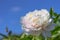 Thin bright spring peony flower on a background of blue sky