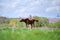 Thin chestnut horse eating grass while grazing on farm grassland pasture