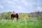 Thin chestnut horse eating grass while grazing on farm grassland pasture