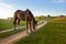 Thin chestnut horse eating grass while grazing on farm grassland pasture