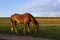 Thin chestnut horse eating grass while grazing on farm grassland pasture