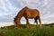 Thin chestnut horse eating grass while grazing on farm grassland pasture