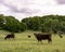 Thin commercial cows on spring pasture