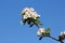 Thin dark pear tree branch full of clusters of densely growing small blooming flowers with soft velvety texture white petals