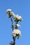 Thin dark pear tree branches full of clusters of densely growing small blooming flowers with soft velvety texture white petals