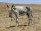 Thin donkey in the heat of Extremadura - Spain
