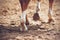 The thin, elegant legs of a sorrel horse with unshod hooves walk on sand lit by sunlight